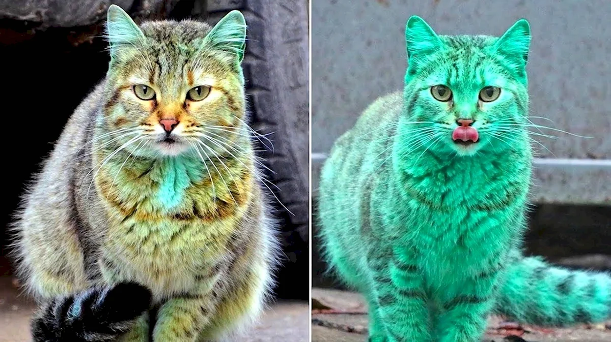 Зеленый кот