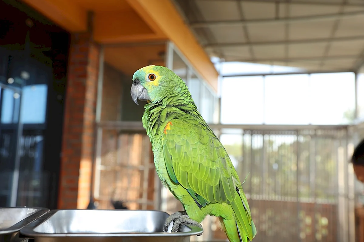 Зеленый попугай домашний