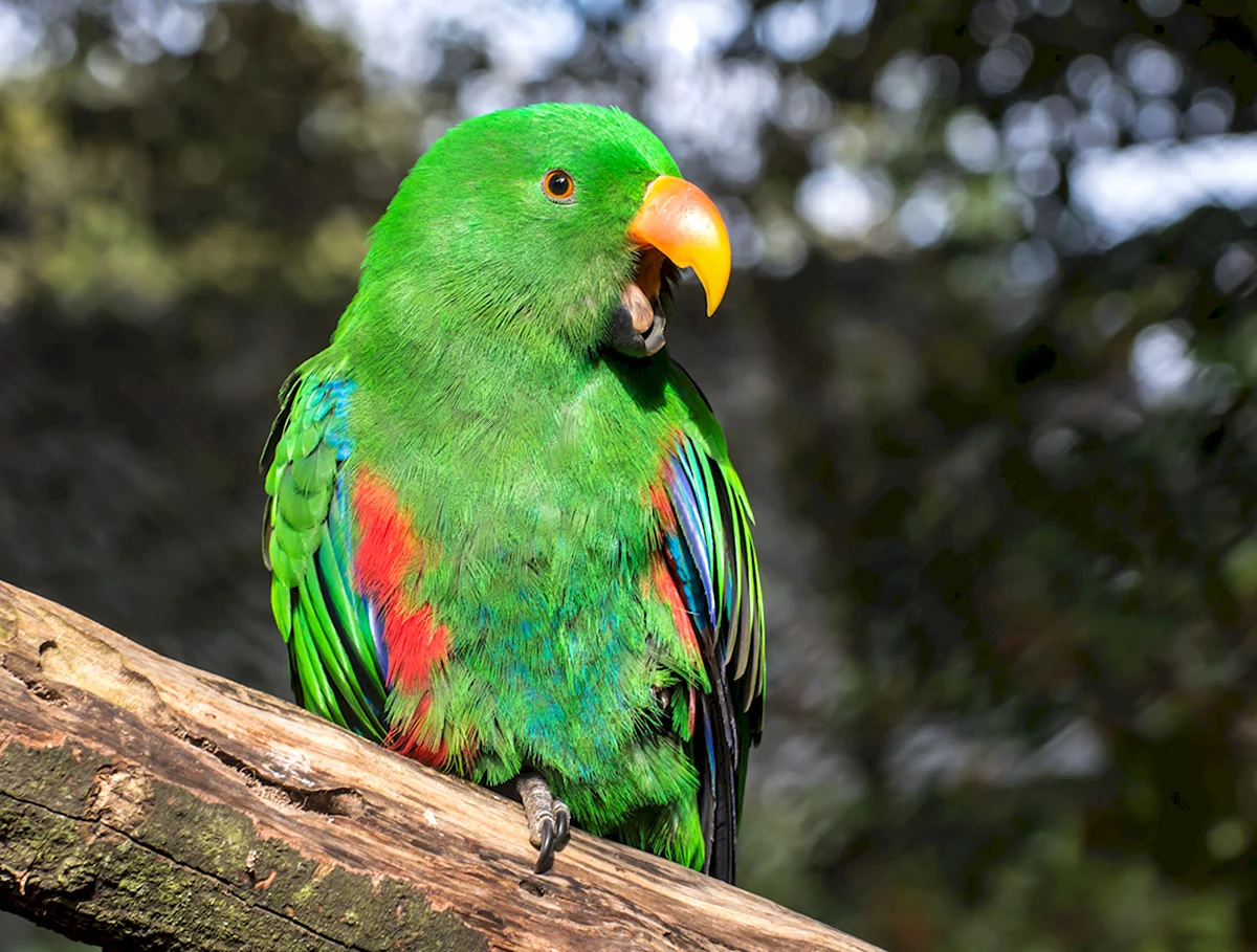 Зеленый попугай порода