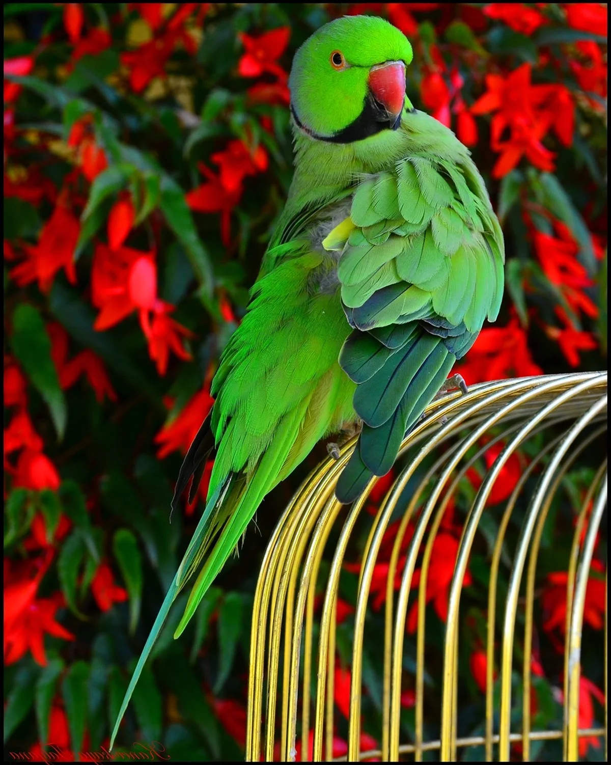 Зеленый попугай в Чили