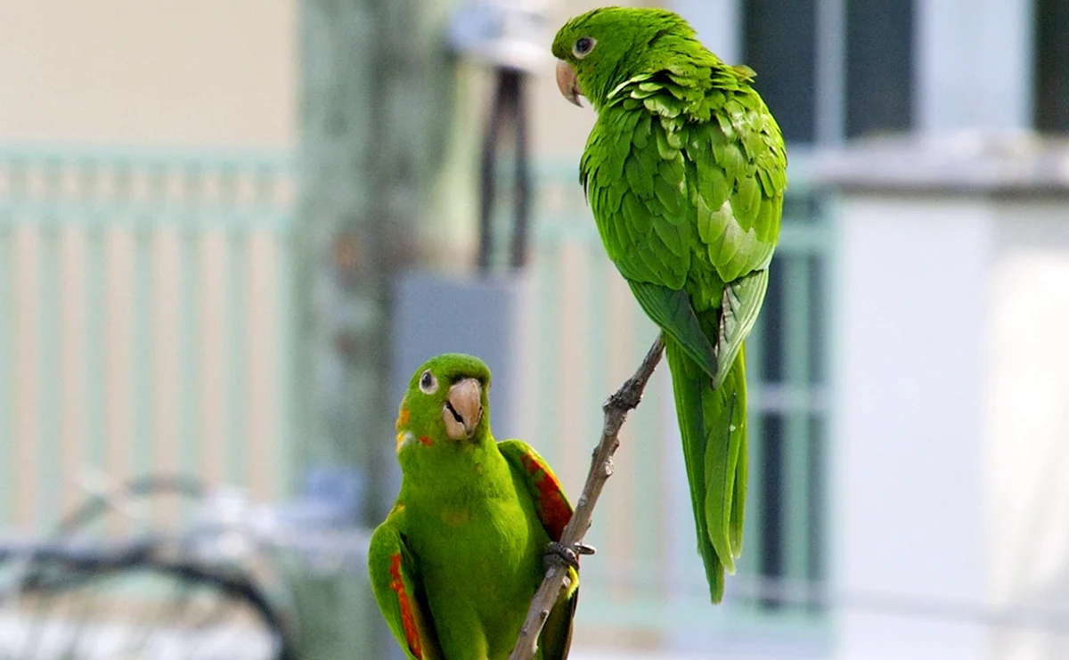 Зеленый попугайчик