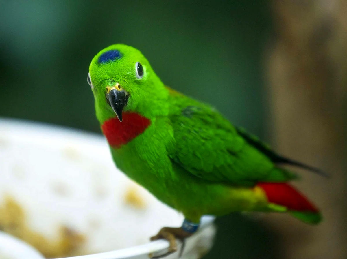 Зелёный попугайчик Африканский