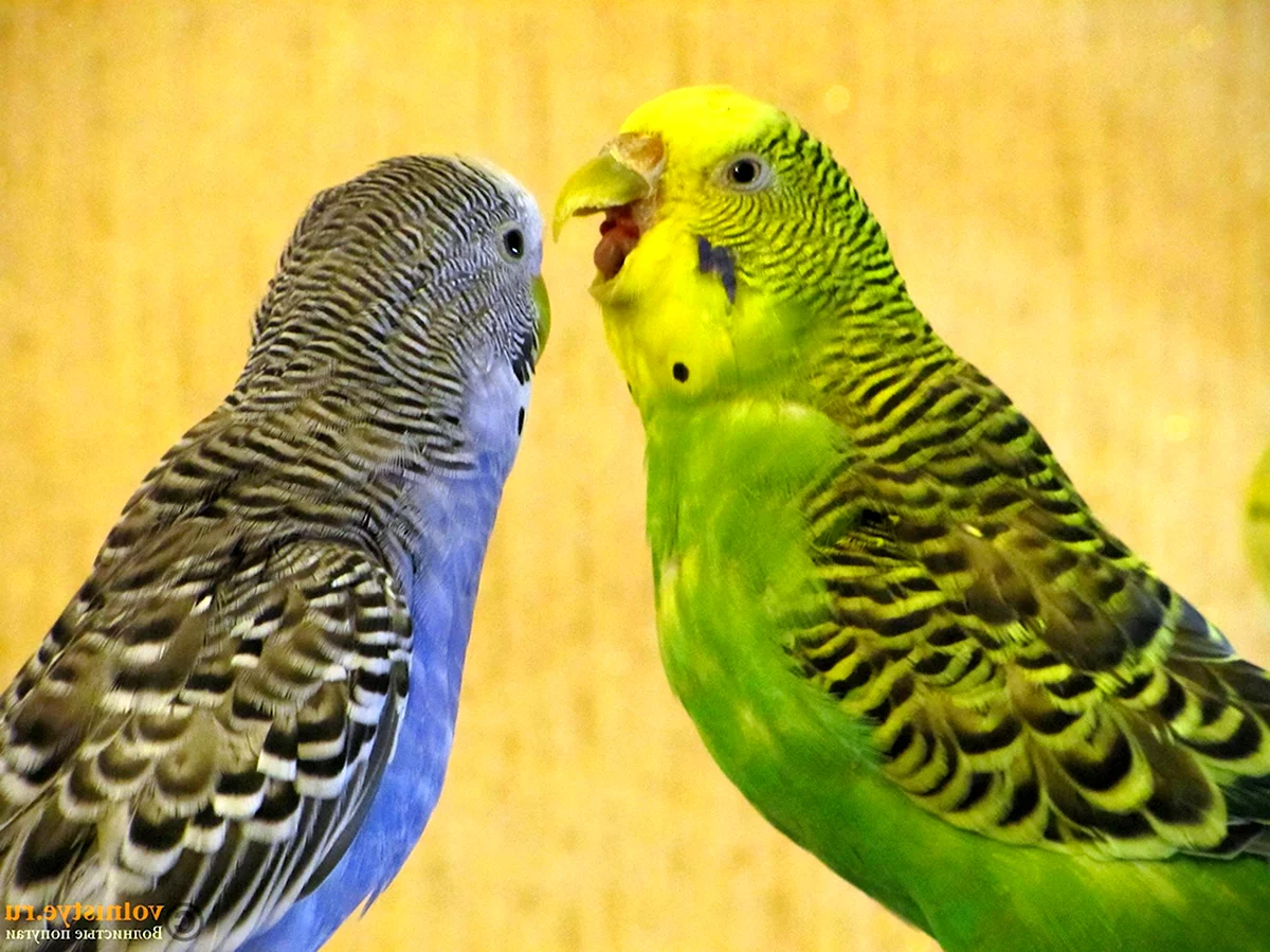 Зеленый самец волнистого попугая