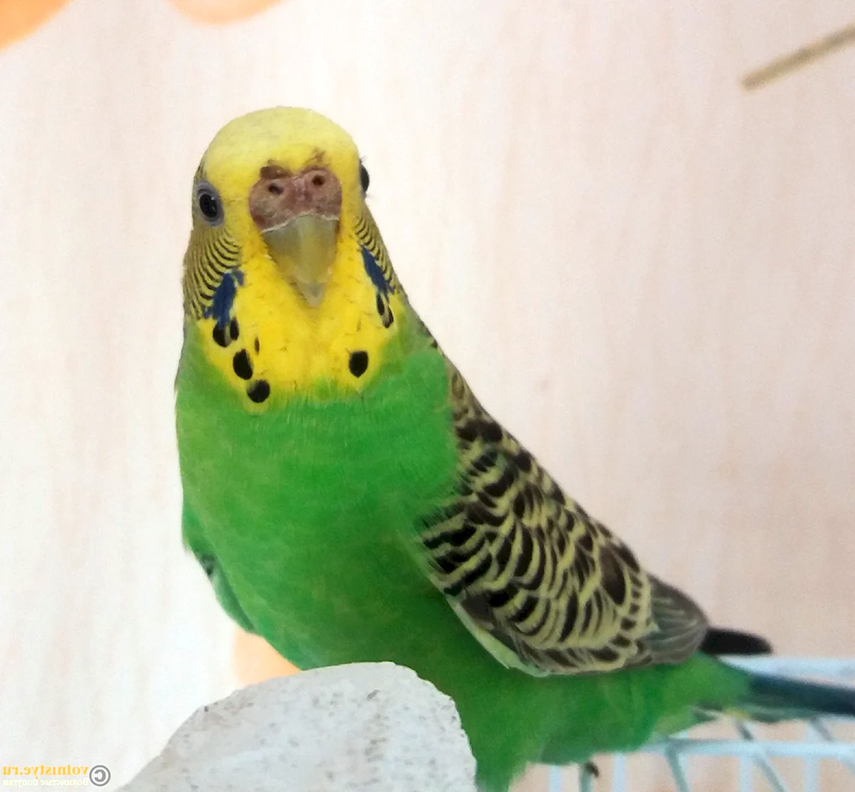 Зелёный волнистый попугай мальчик