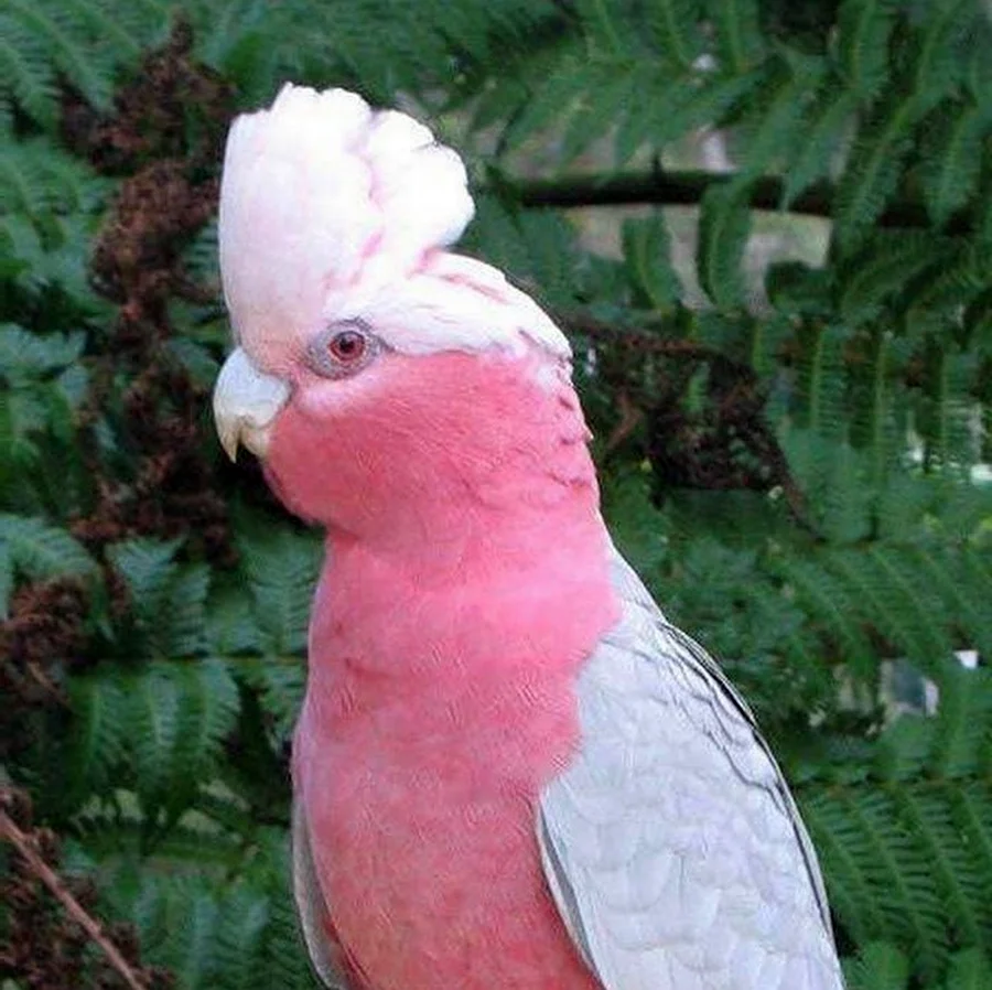 Жако розовый попугай