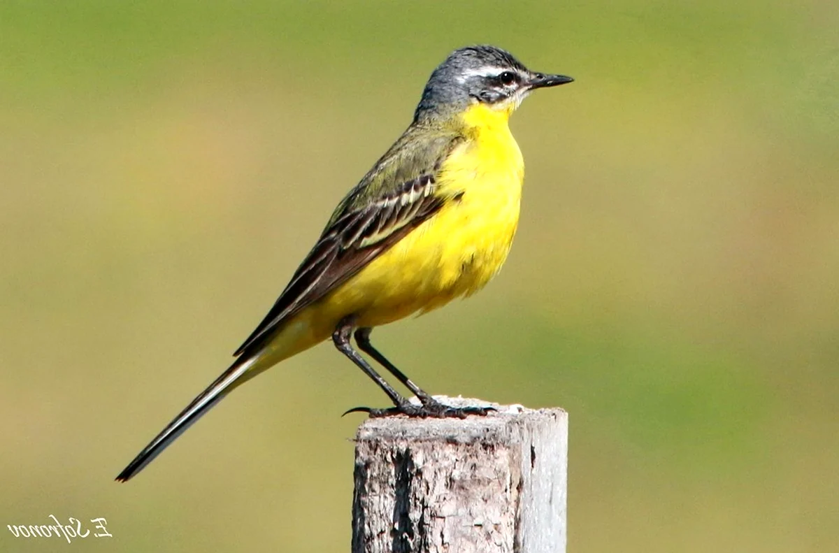 Желтая птичка Татарстан