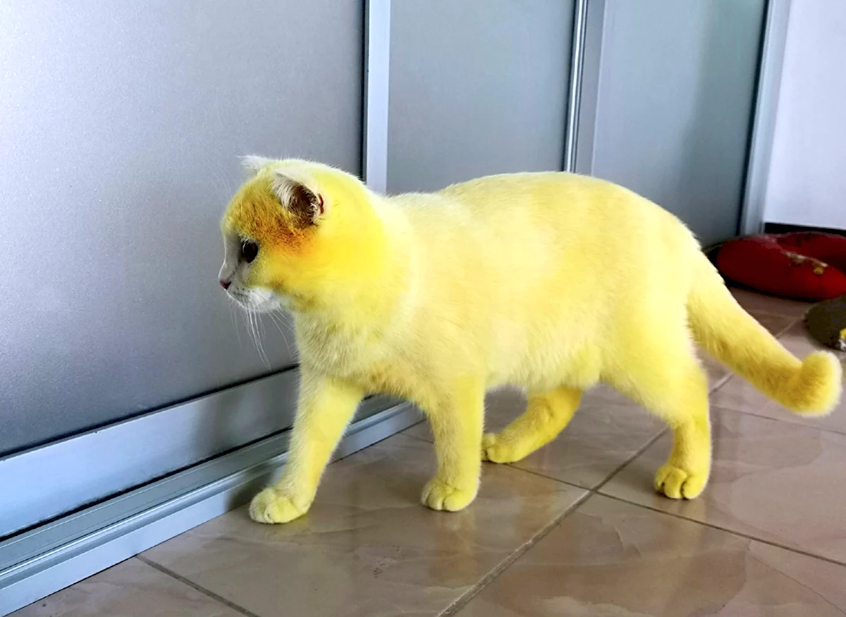 Желтое платье с котиками
