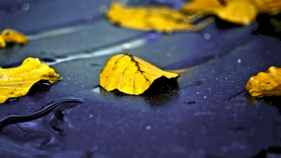 Жёлтые листья на мокром асфальте