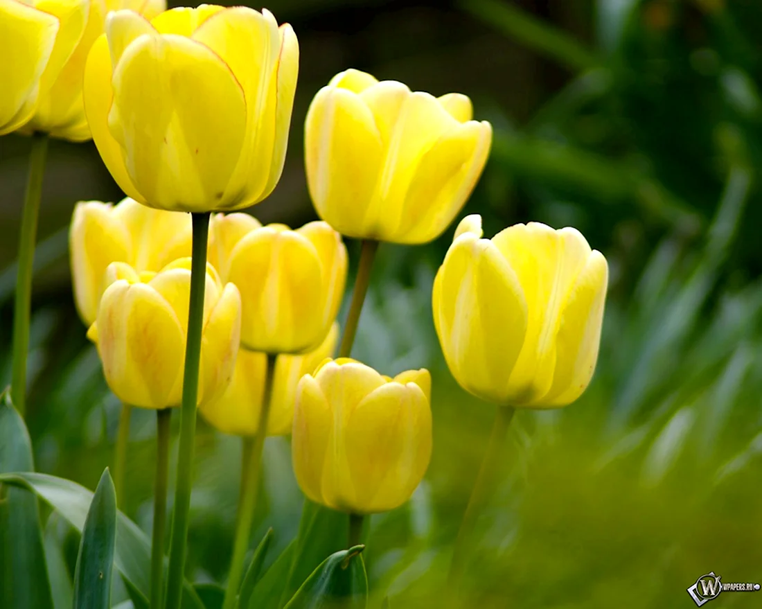 Желтые тюльпаны обои