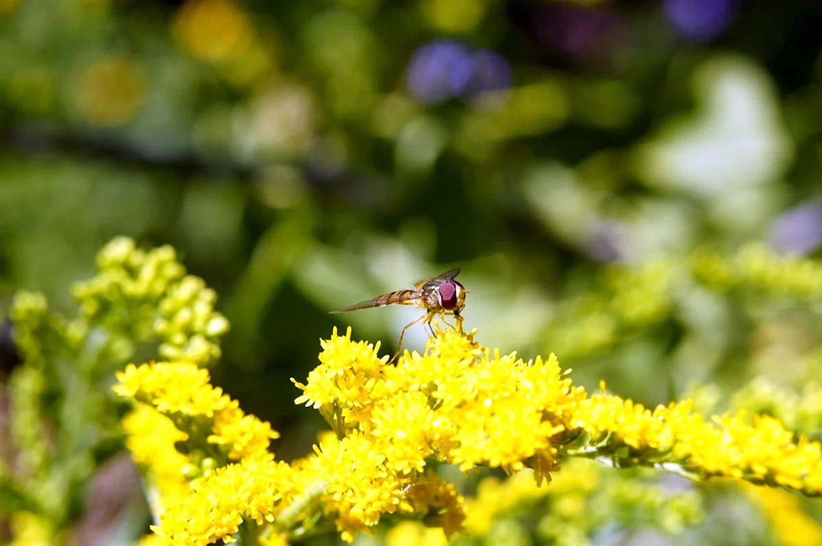 Желтые цветы от мух