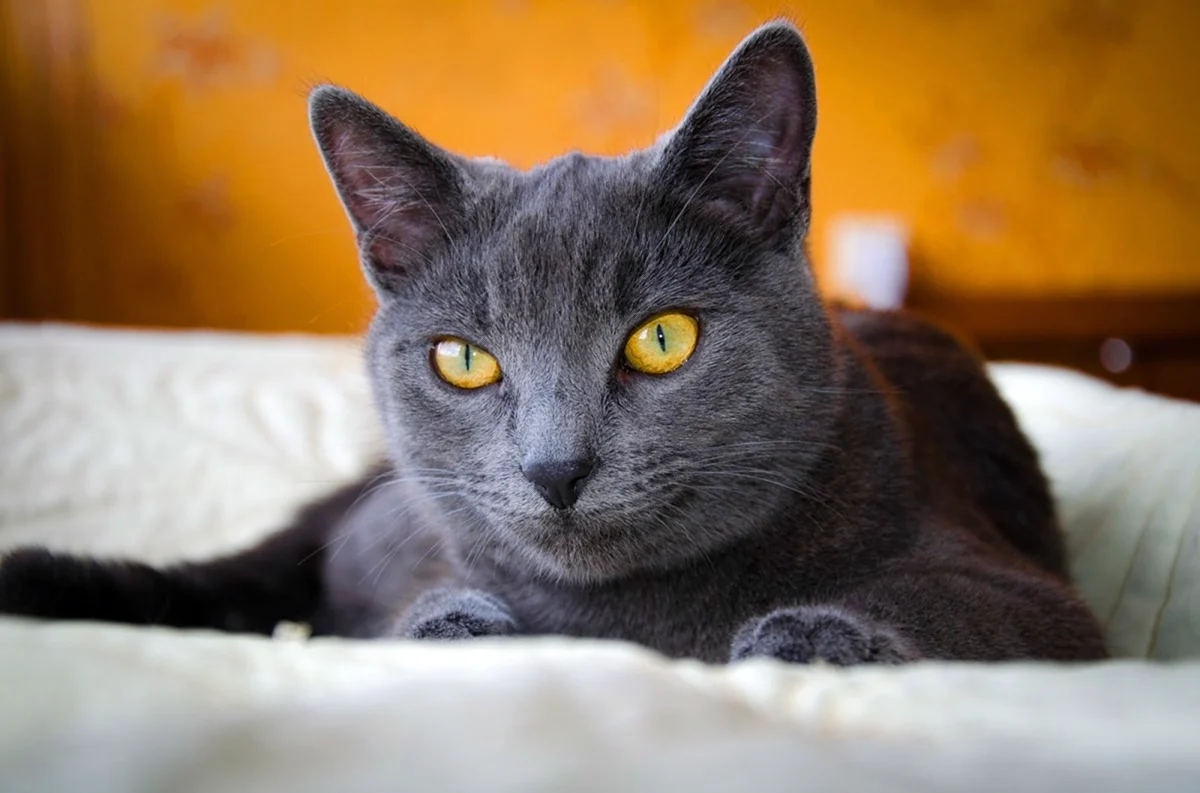 Желтый кот с голубыми глазами
