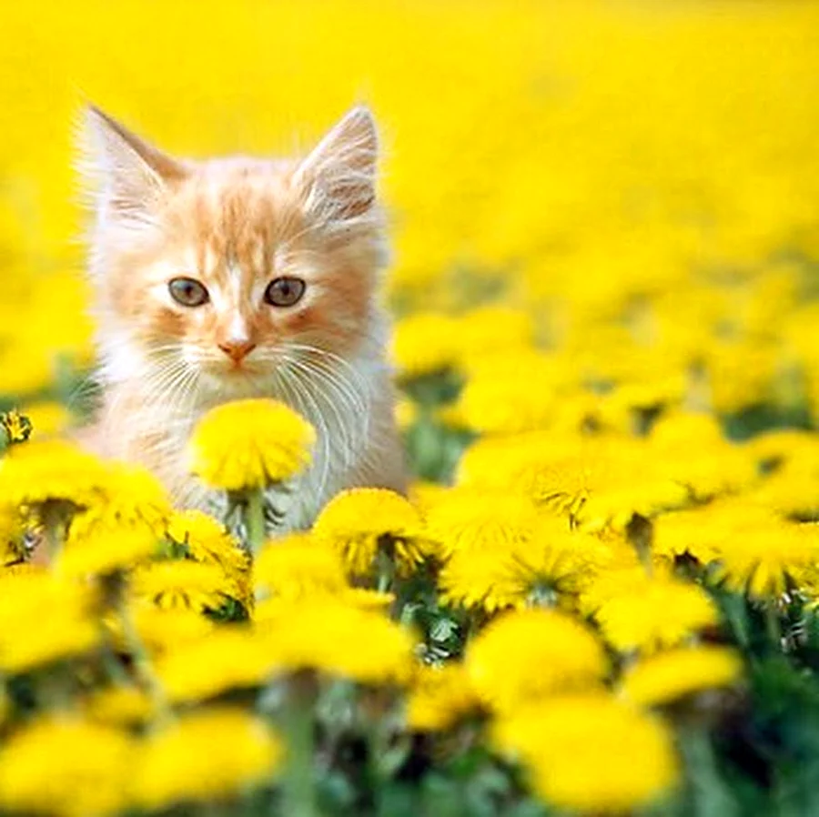 Желтый котенок