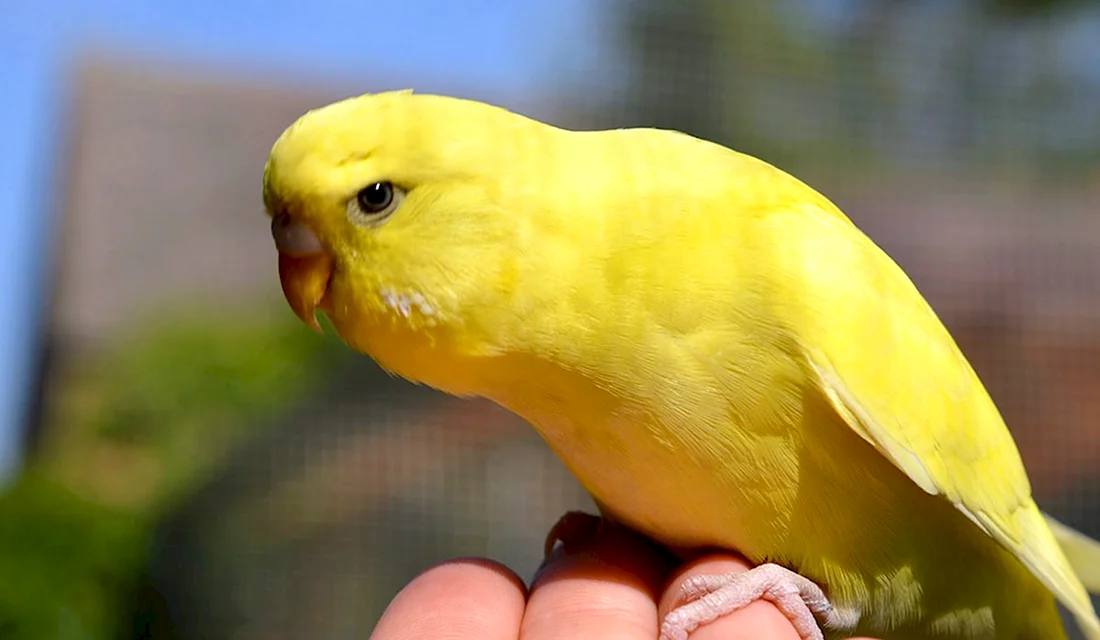 Желтый волнистый попугай