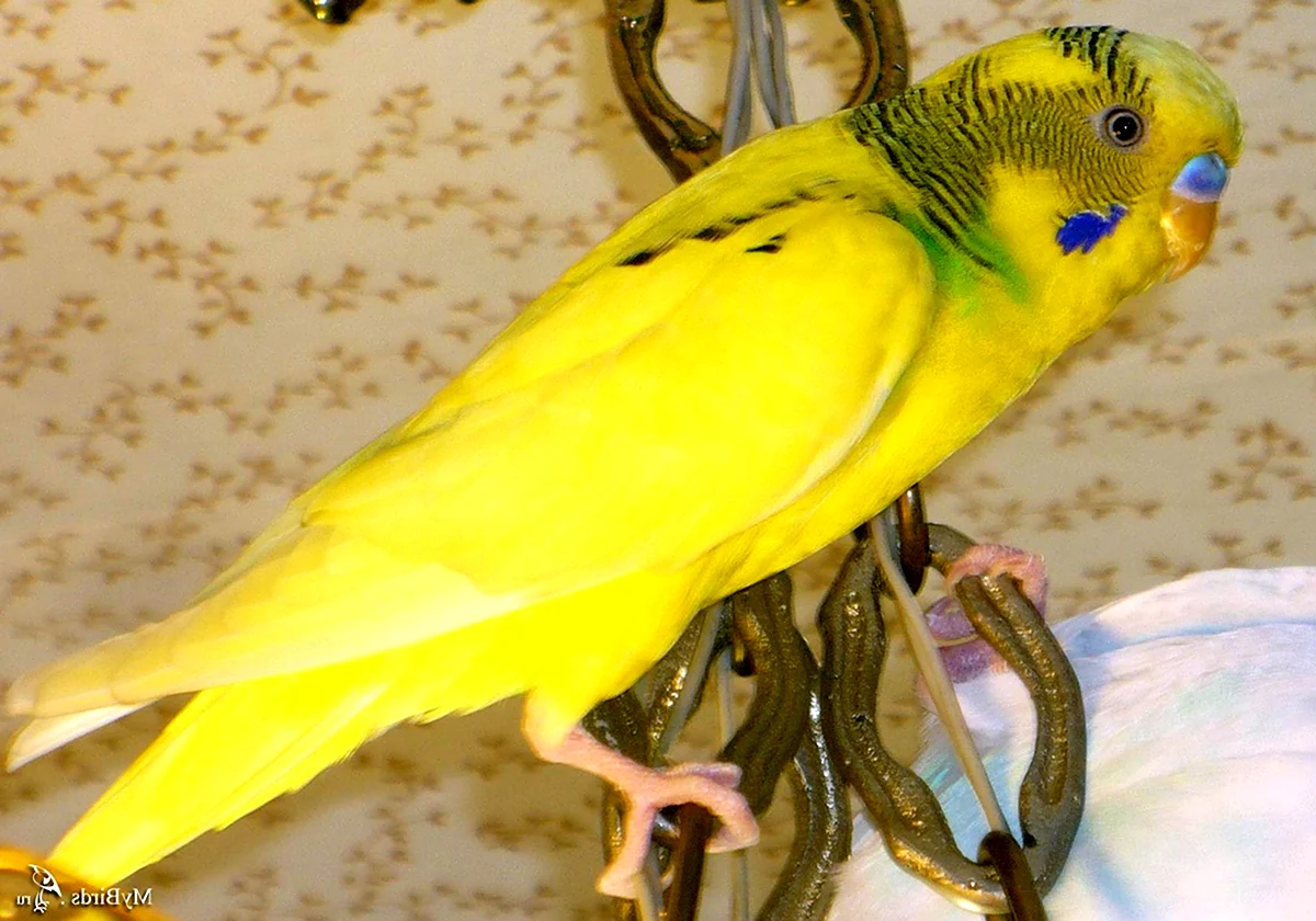 Желтый волнистый попугай самец