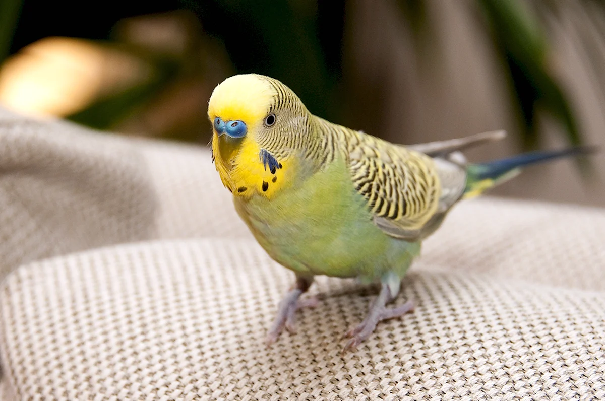 Желтый волнистый попугай самка