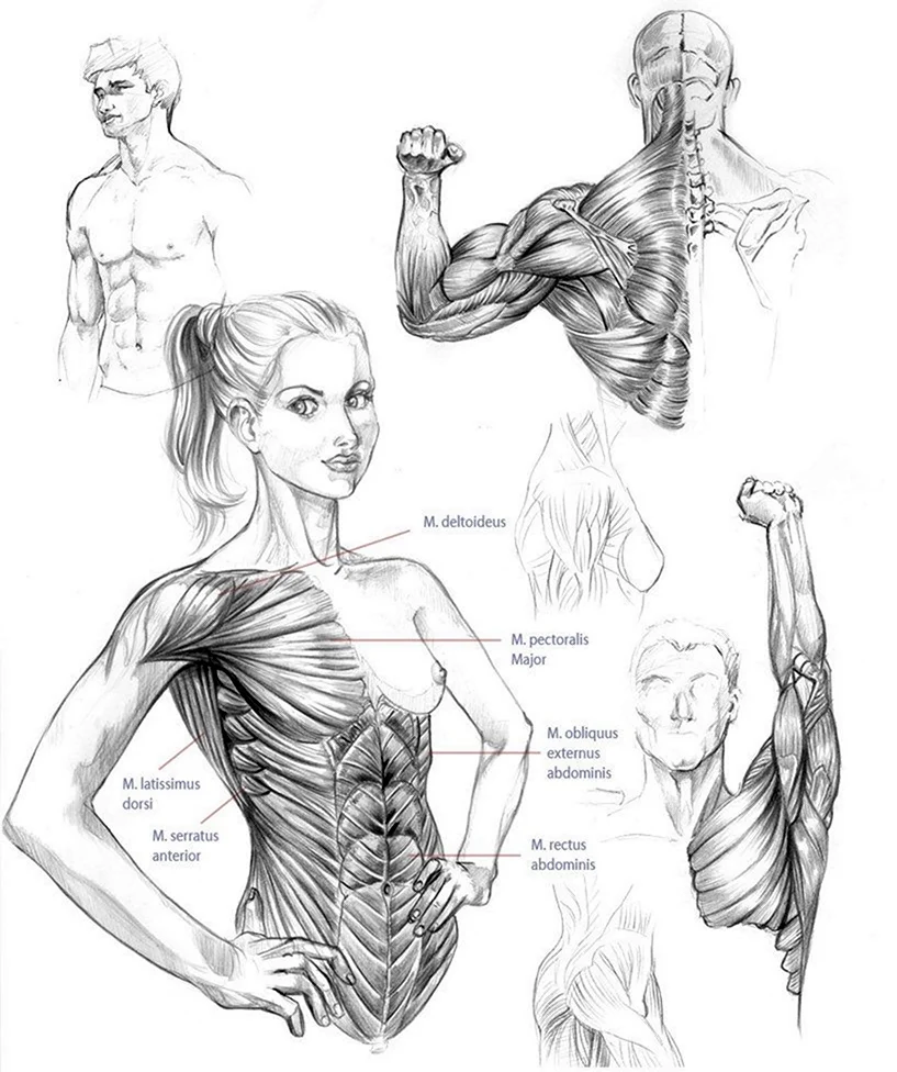 Женская анатомия для художников