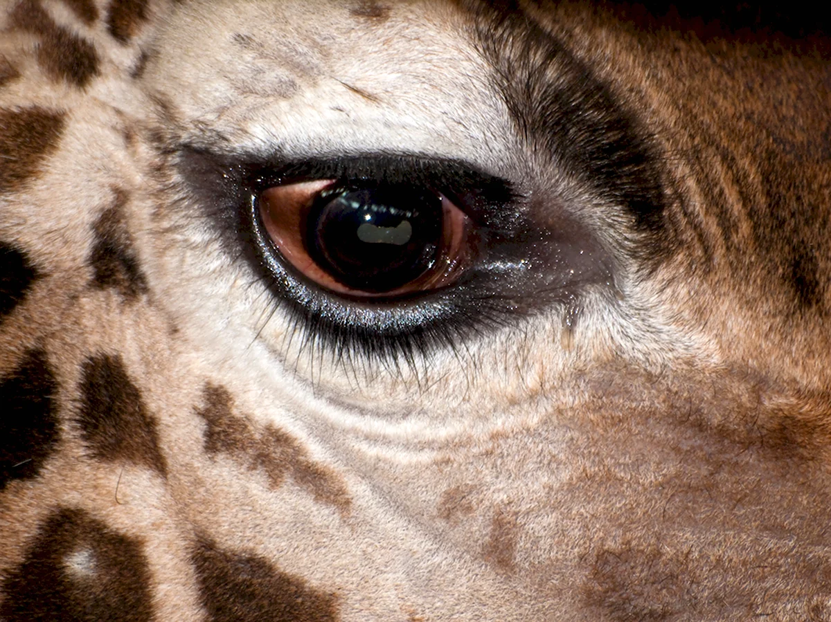 Жираф глаза