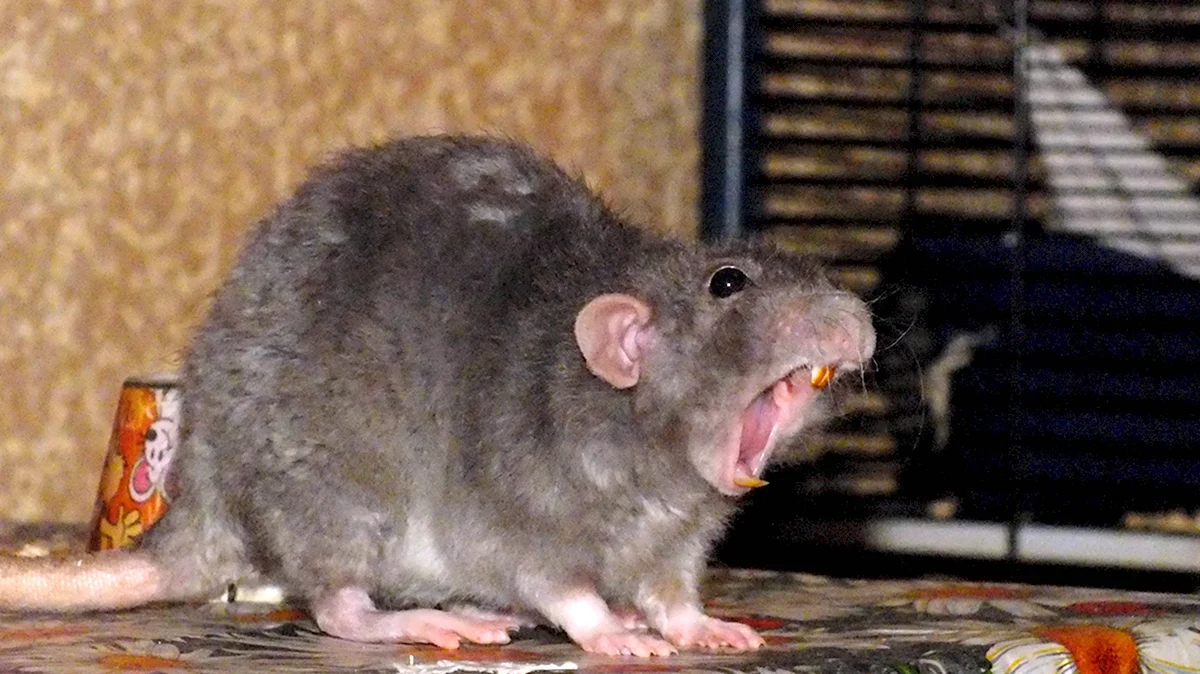 Жирная серая крыса