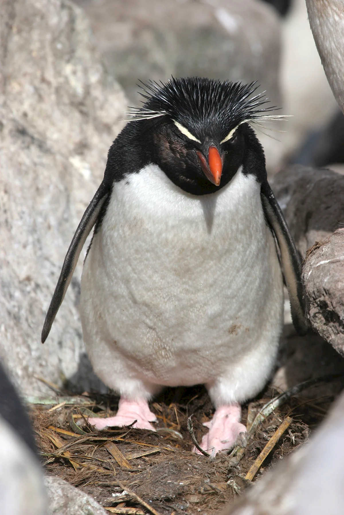Жирный птица Пингвин