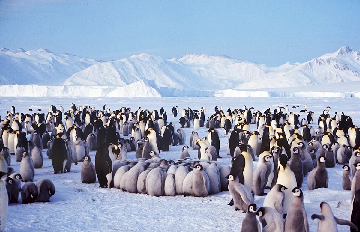 Жители Антарктиды