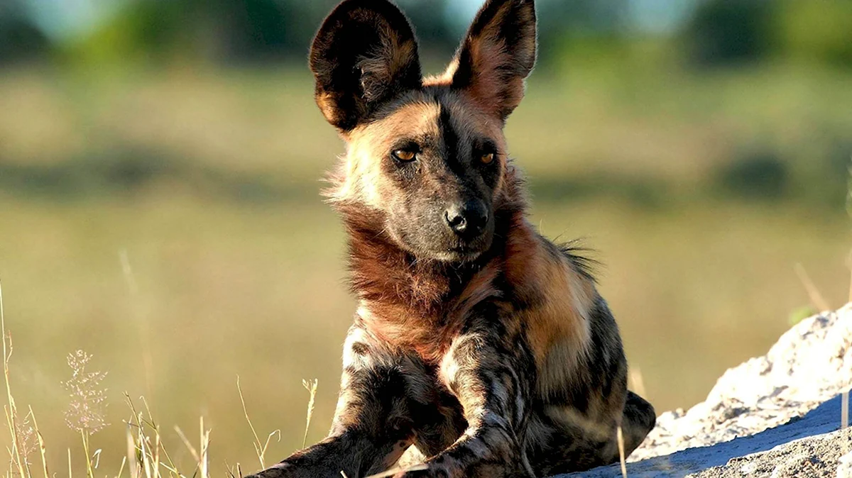 Животные Африки Гиеновидная собака