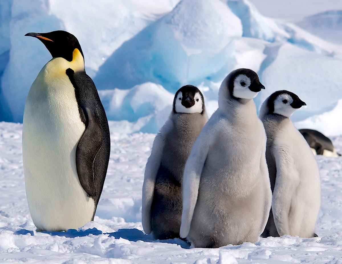 Животные Антарктиды и Антарктики