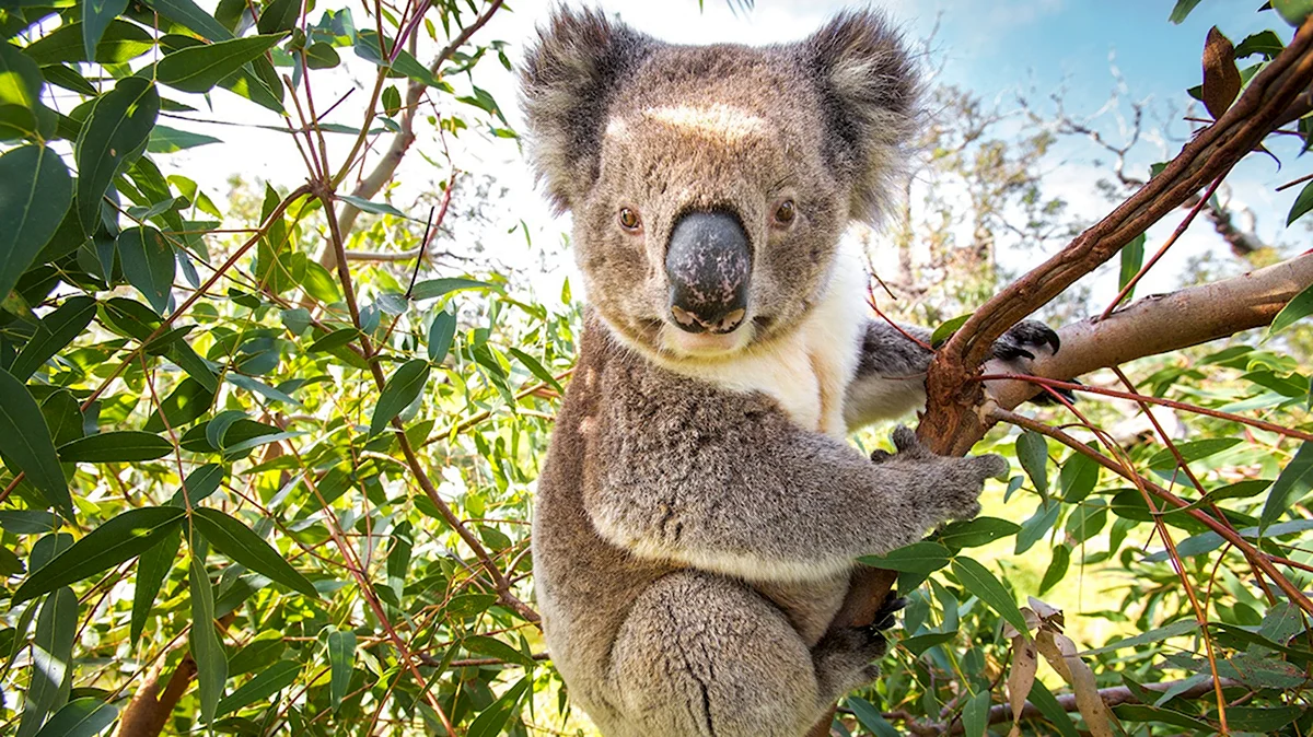 Животные Австралии коала