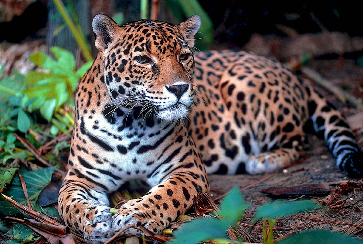 Животные Южной Америки Ягуар