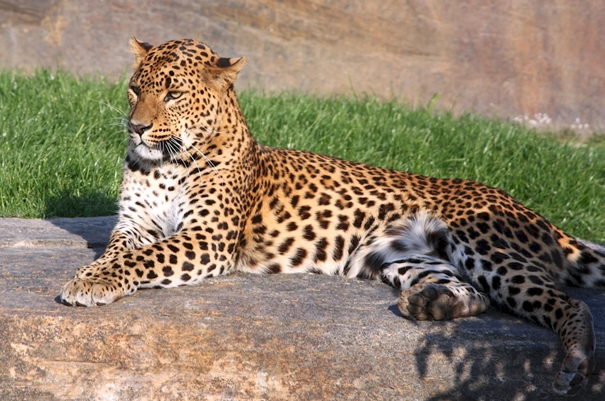 Животные леопард