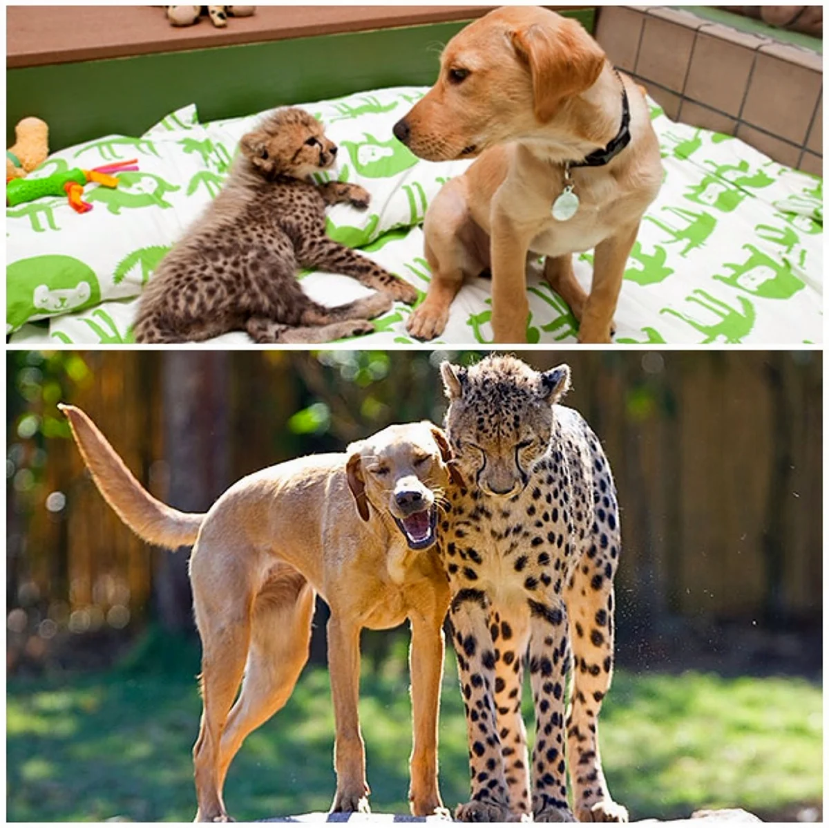 Животные помогают друг другу
