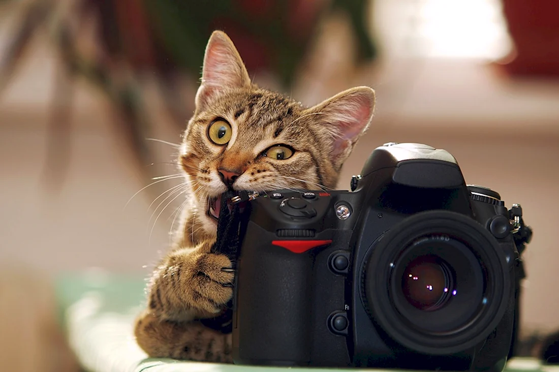 Животные с фотокамерой