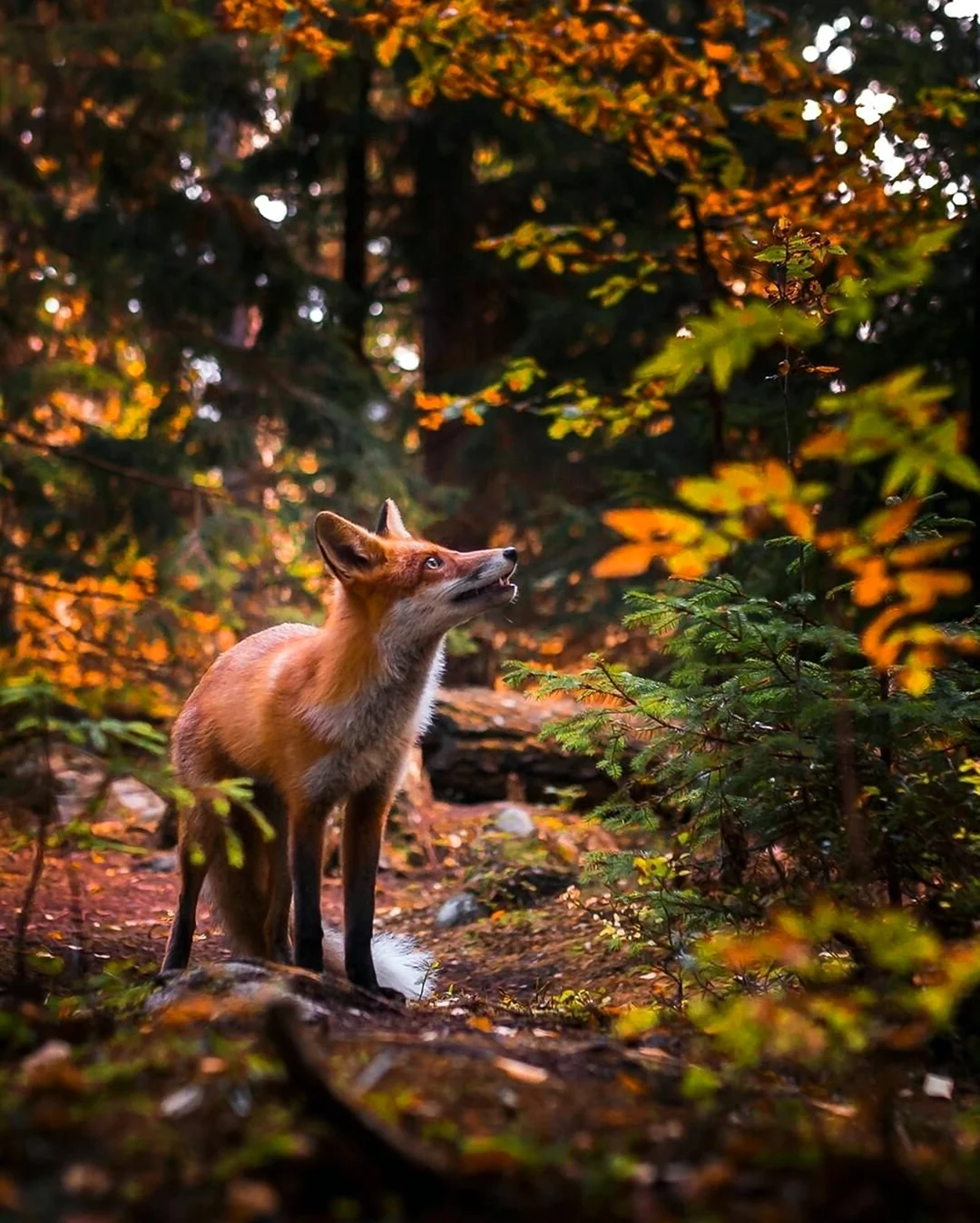 Животные в лесу
