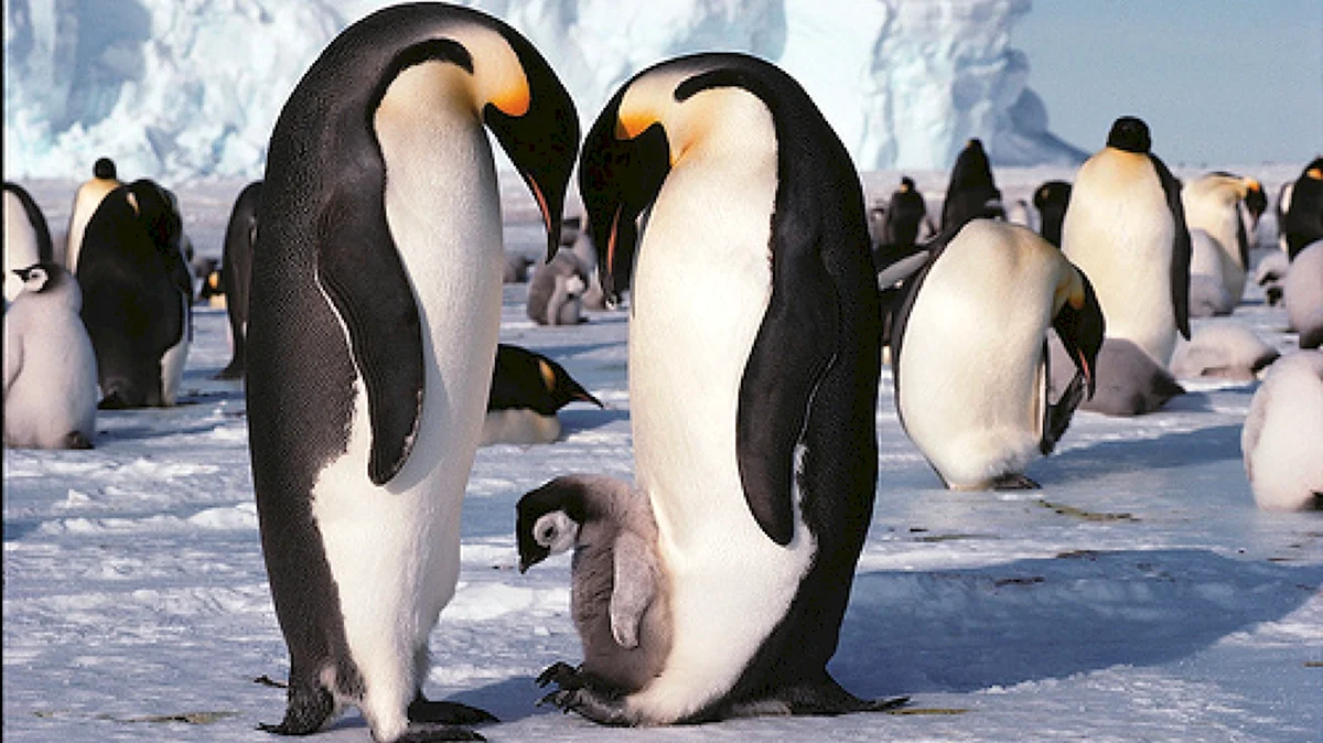 Животный мир Антарктиды
