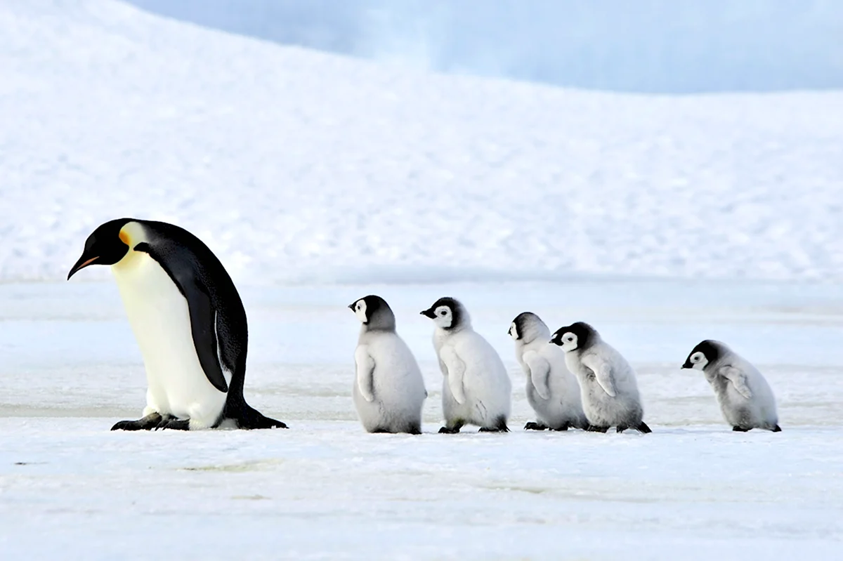 Животный мир Антарктиды