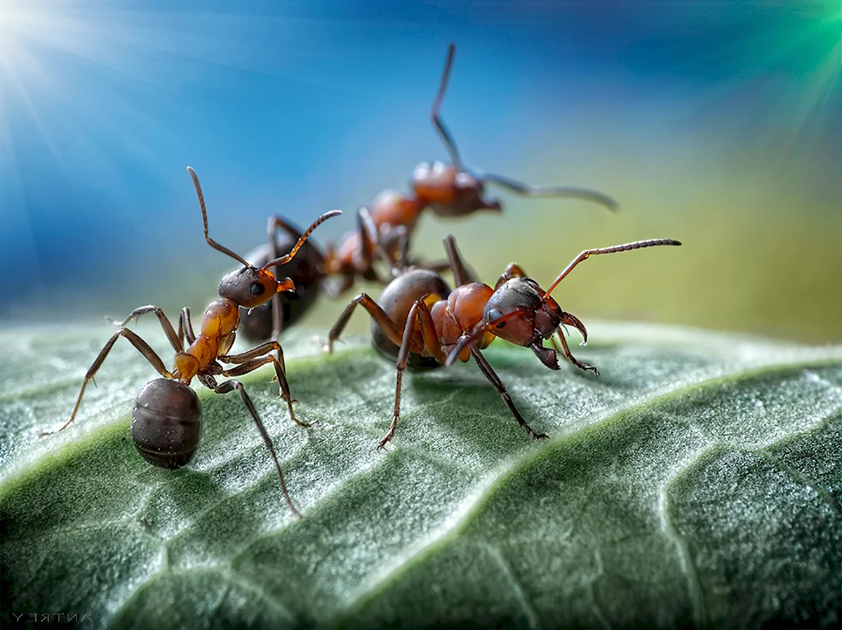 Жизнь муравьёв в муравейнике