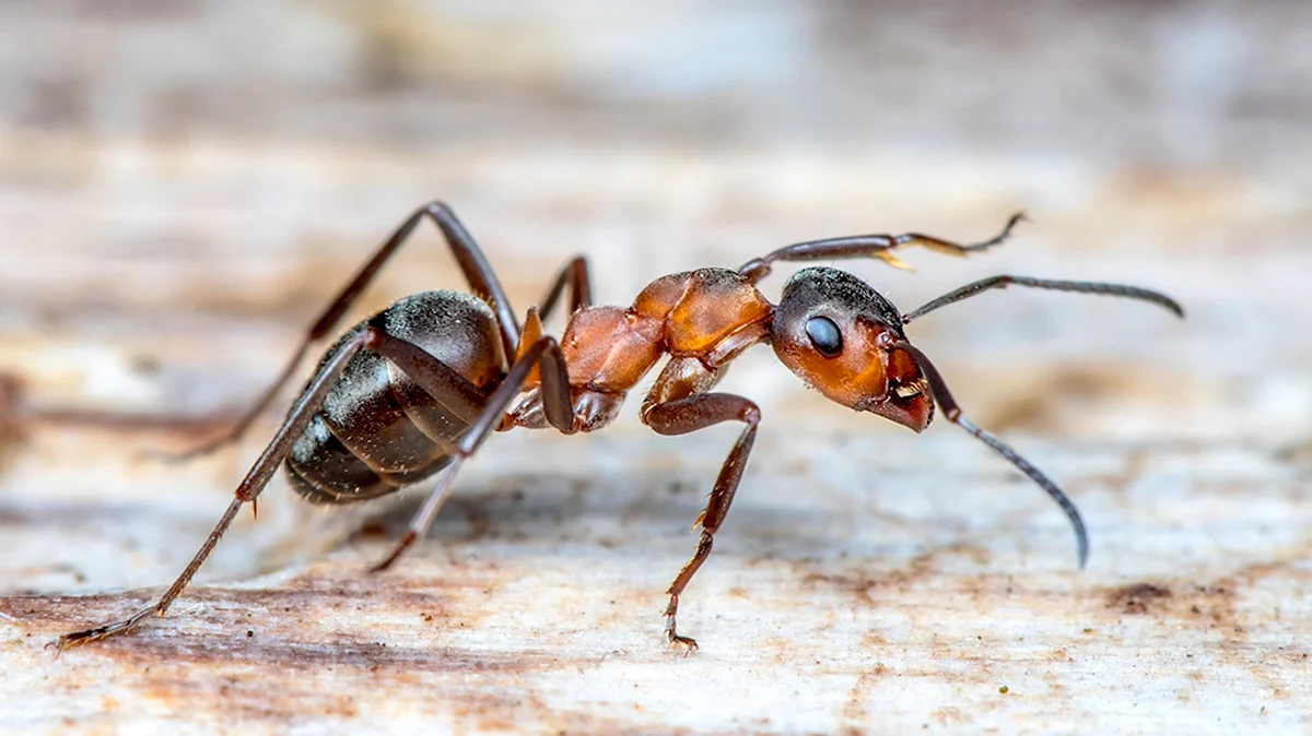 Жук в виде муравья