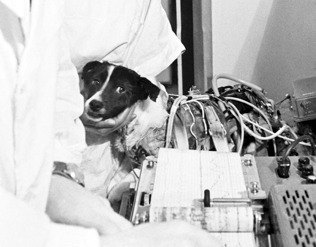 ЗИБ собака в космосе