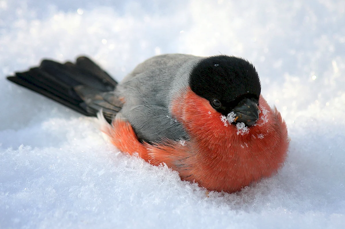 Зимние птицы Снегирь