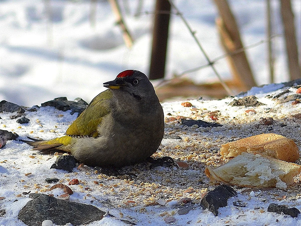 Зимующие птицы Приморского края