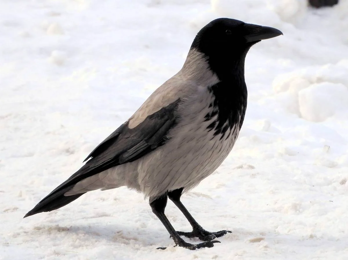 Зимующие птицы серая ворона