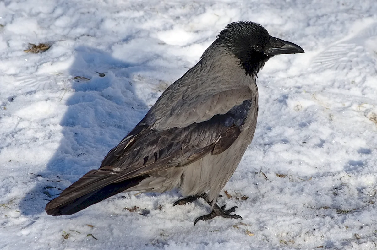 Зимующие птицы серая ворона