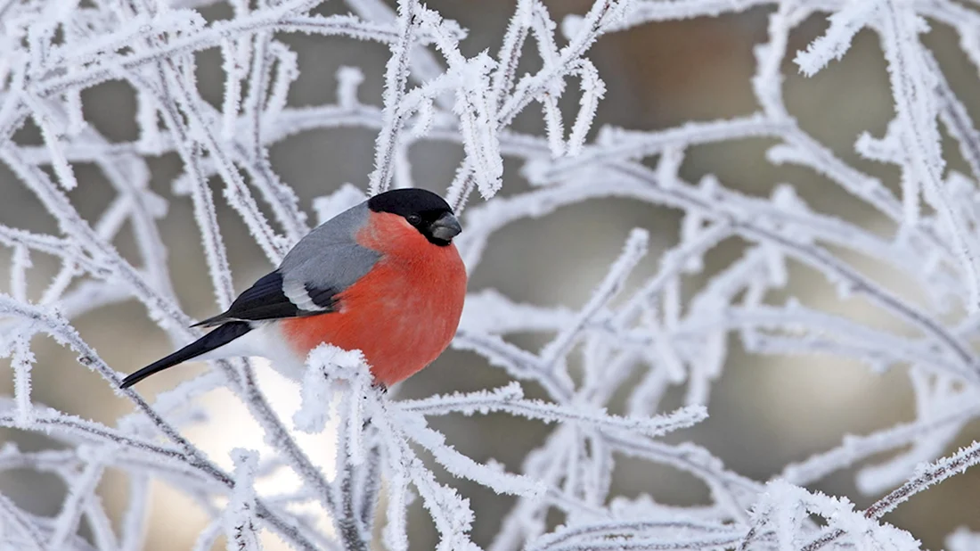 Зимующие птицы Снегирь