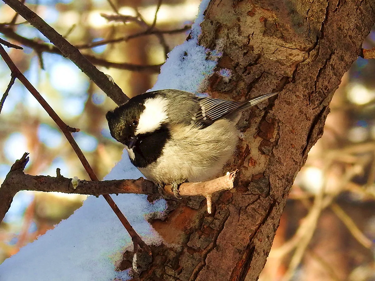Зимующие птицы Тюменской области