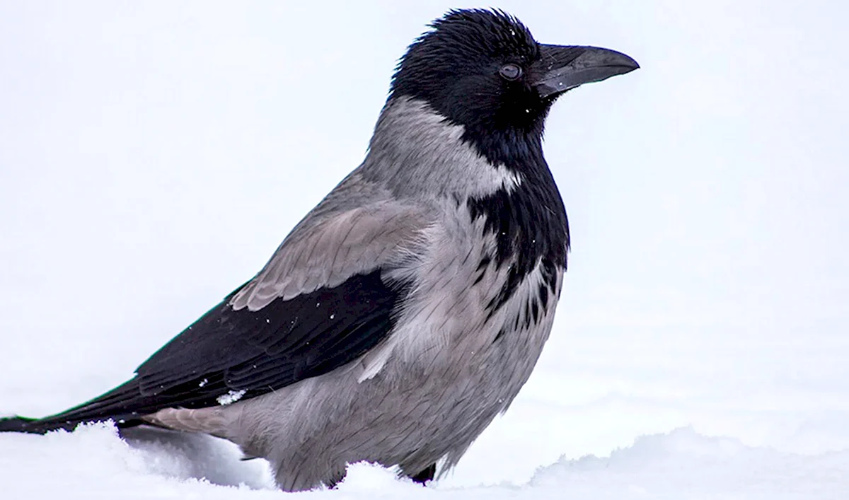 Зимующие птицы ворона