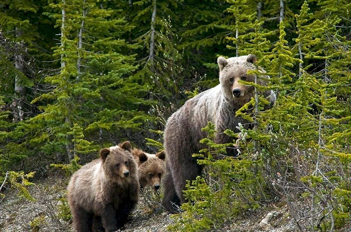 Зюраткуль национальный парк медведи