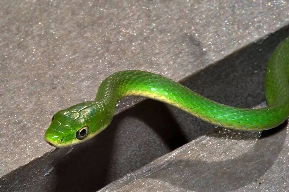 Змеи в Тайланде зеленые