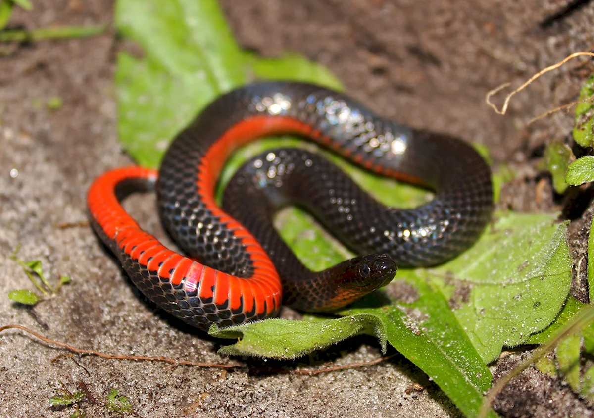 Змея черная с красными пятнышками