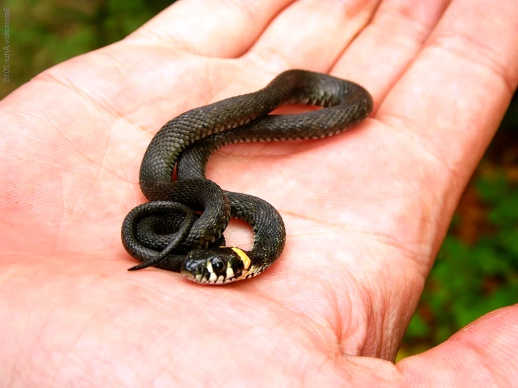 Змея гадюка маленькая