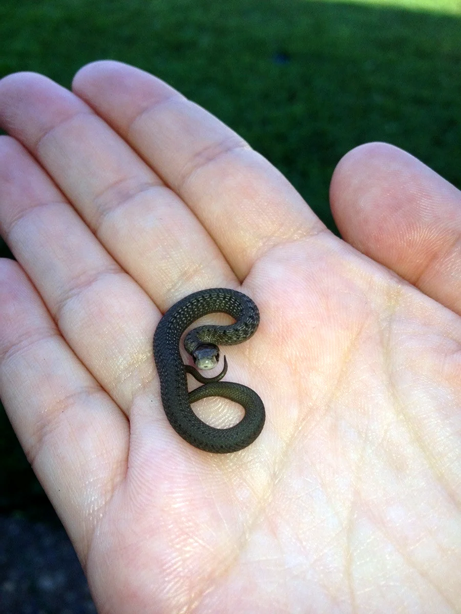 Змея гадюка маленькая