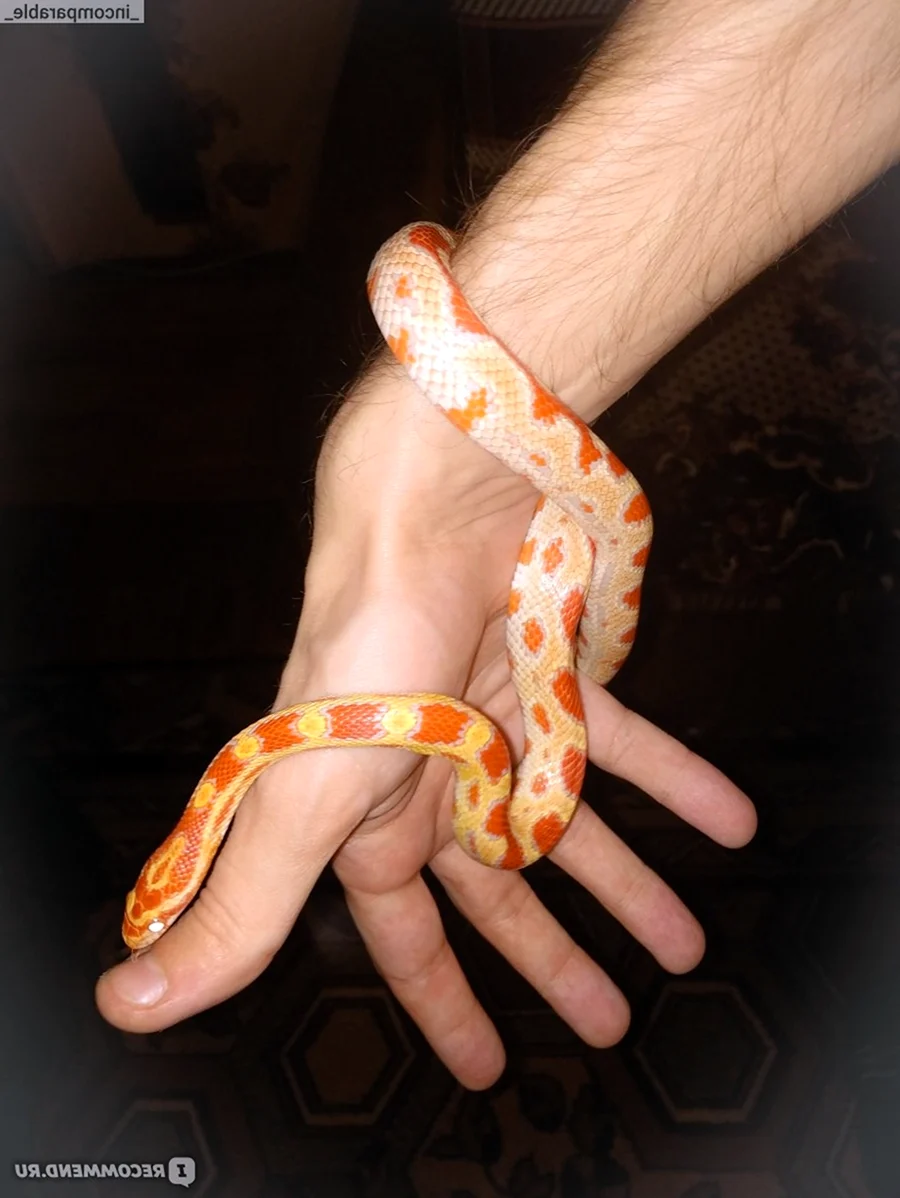 Змея маисовый полоз маленькая